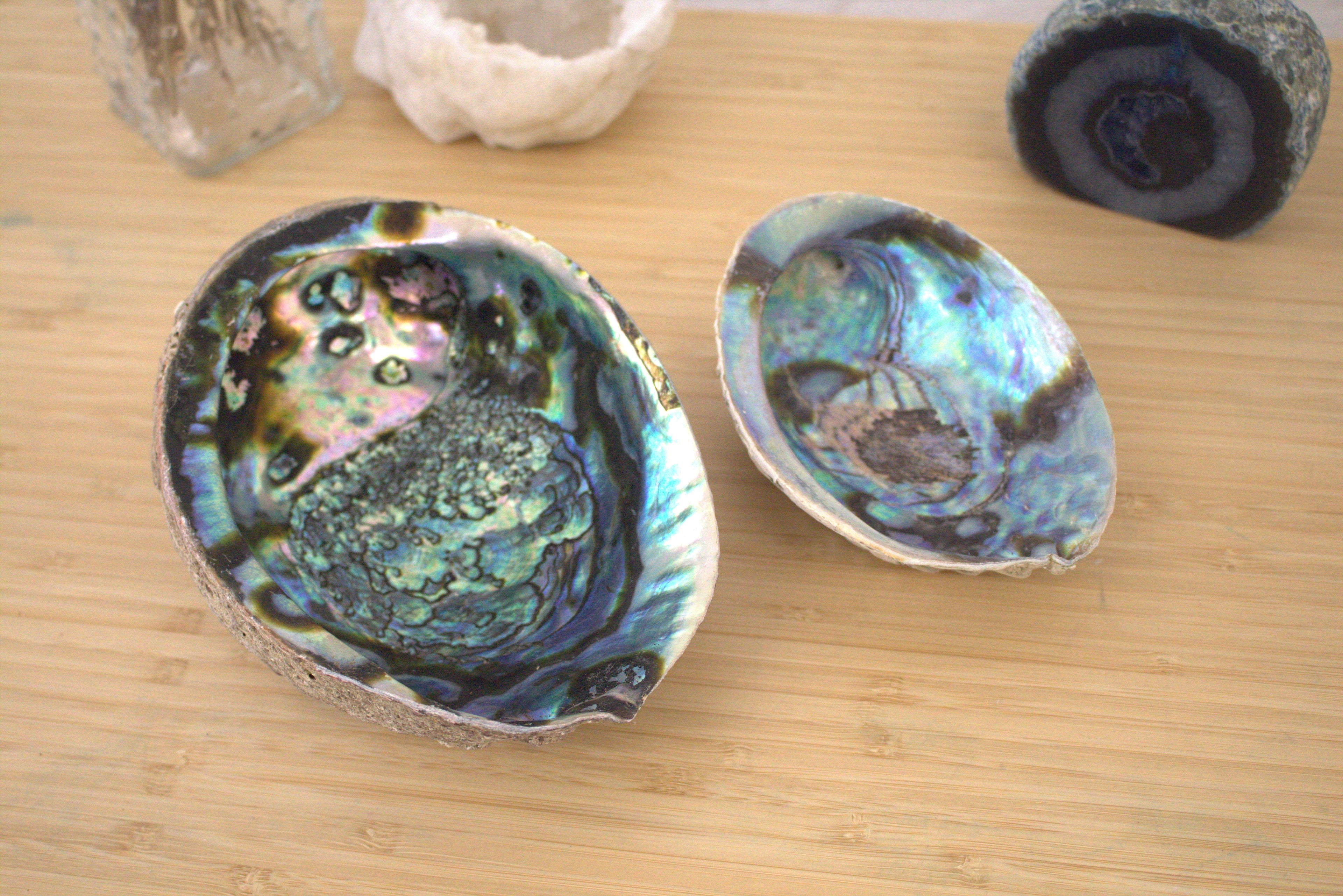 Abalone Shells