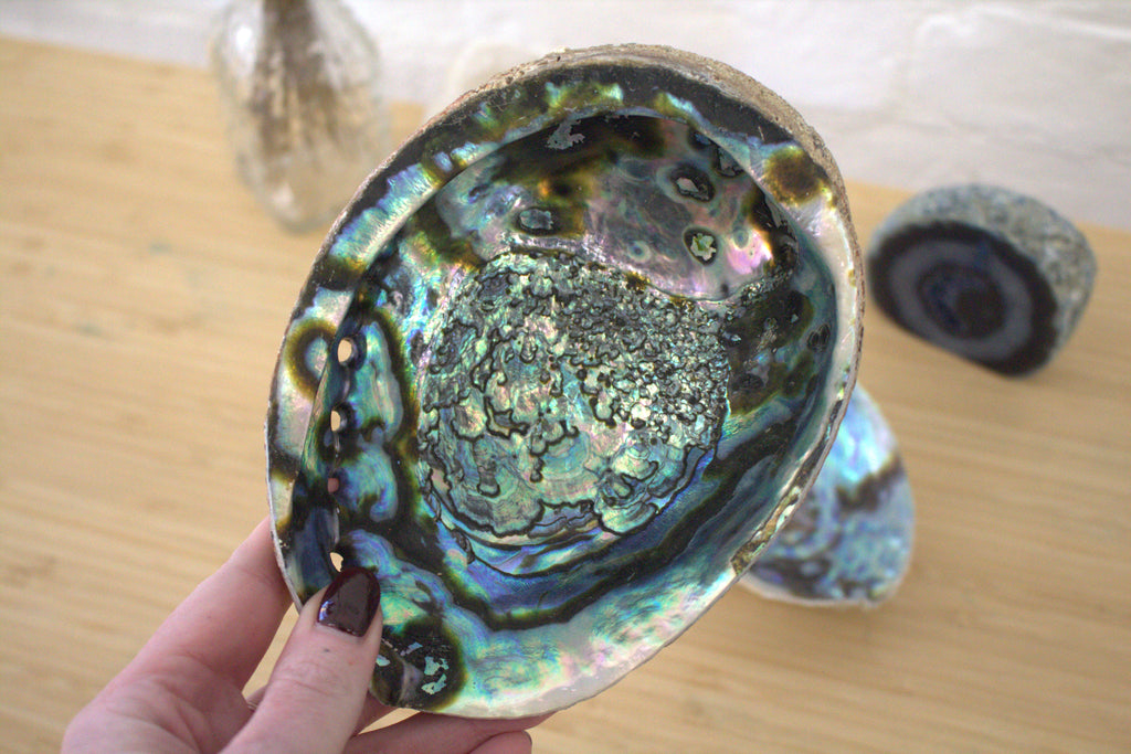 Abalone Shells