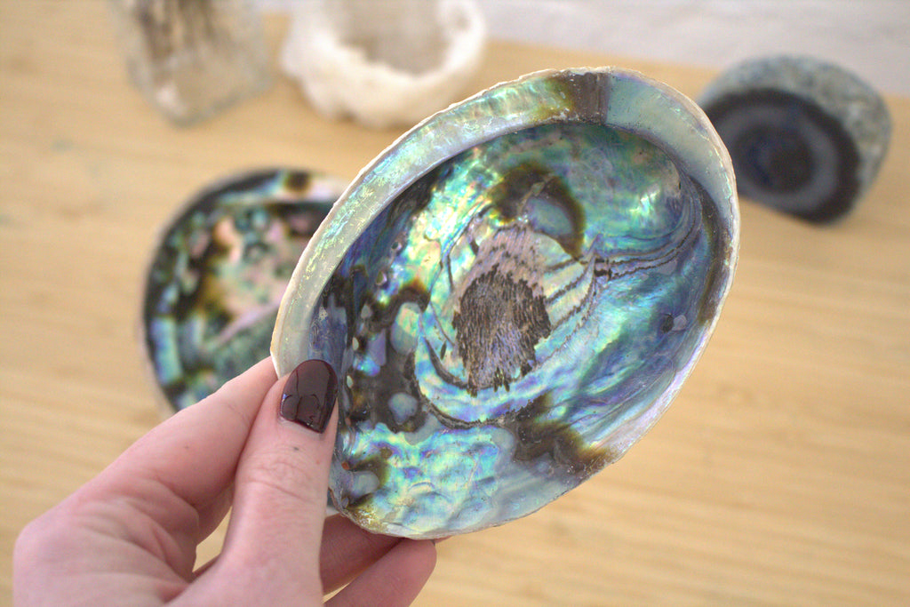 Abalone Shells