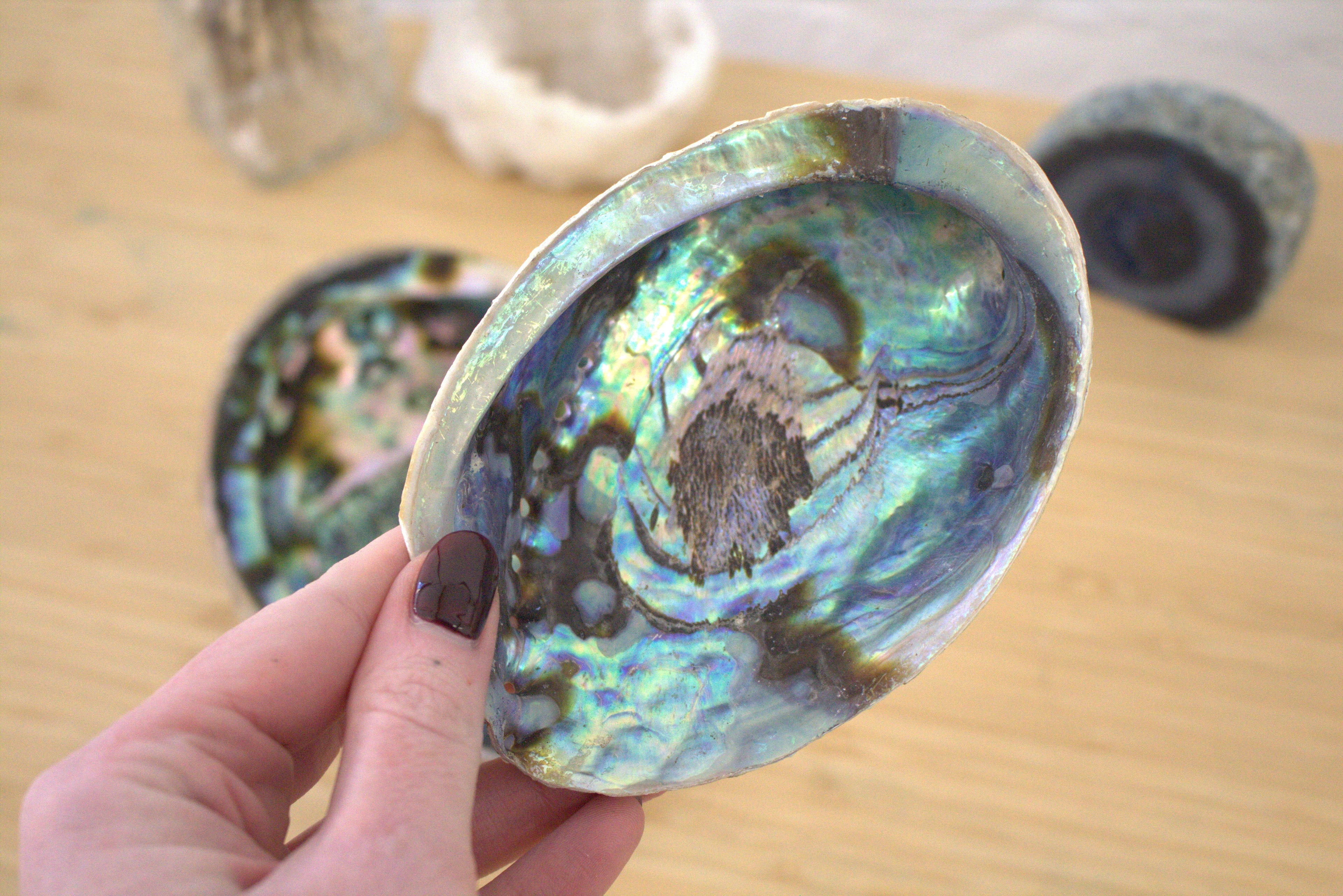 Abalone Shells